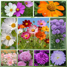 Highway Hillside Wildflower Mix