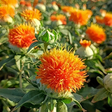 Safflower Seeds - Reddish Yellow