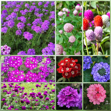 Wildflower Seeds - Dwarf Mix Includes Candytuft, Snapdragon, Clarkia Amoena, etc.