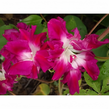 Red Morning Glory Seeds