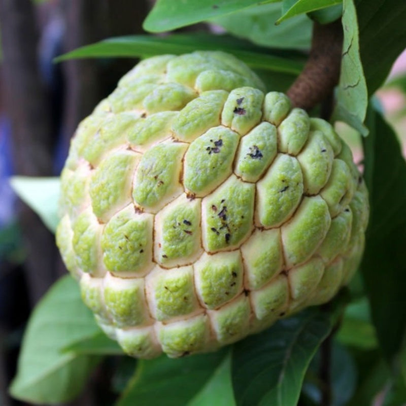 Soursop Fruit Tree Seeds up to 50%