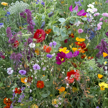 Multicolor Wildflower Mix