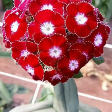 Mix Dianthus Seeds