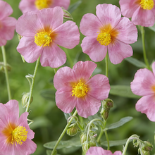 Sun Rose Seeds