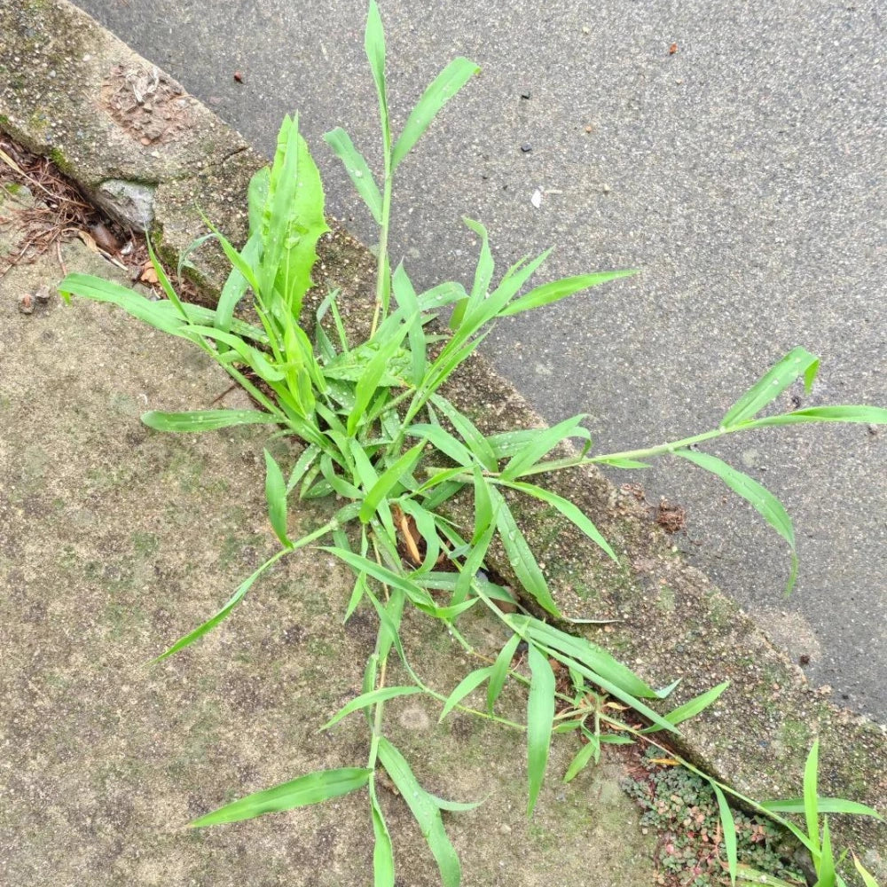 Paspalum Grass Seeds