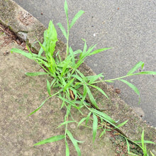 Paspalum Grass Seeds