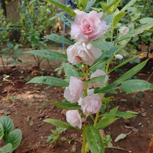 Impatiens Balsamina Seeds - Pink