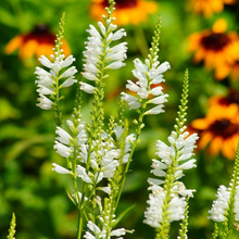 Physostegia Seeds - White