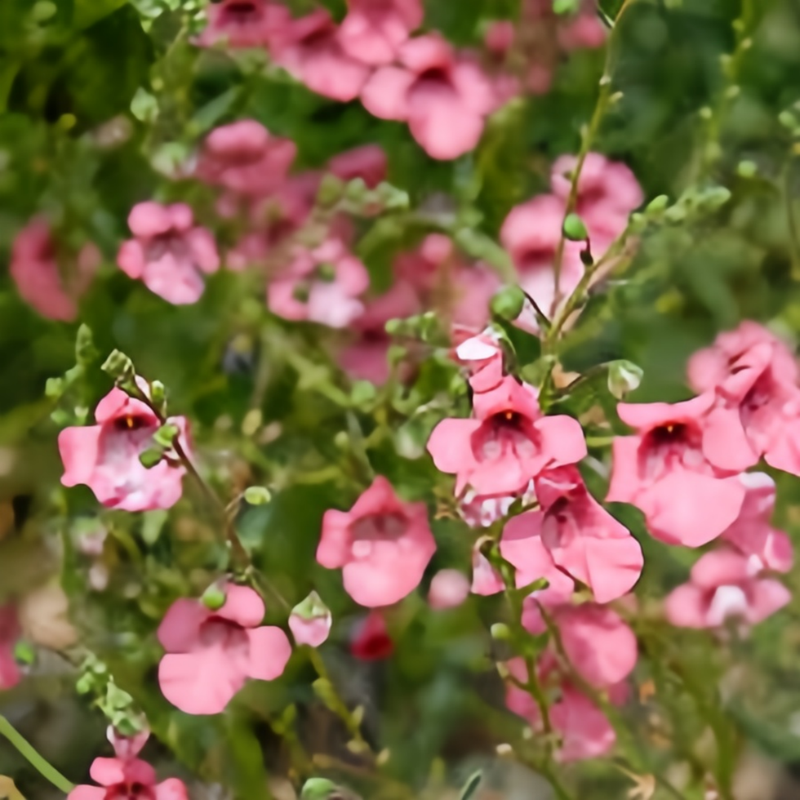 Diascia Barberae Pink Seeds up to 50% Large Pack · 4200-5000 Seeds