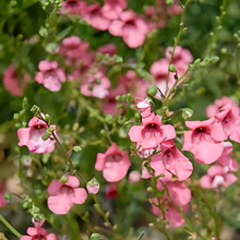 Diascia Seeds - Pink