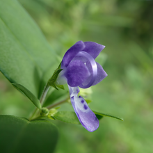 Polygala Tenuifolia Seeds