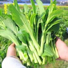 Tatsoi Mustard Green Seeds
