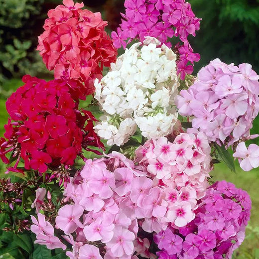Phlox Drummondii Seeds - Mix