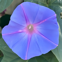 Blue White Morning Glory Seeds