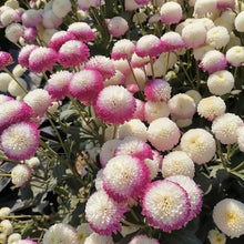 China Aster Seeds - Mix