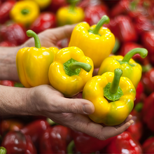 Red Yellow Conoides Pepper Seeds