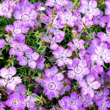 Blue Dianthus Seeds
