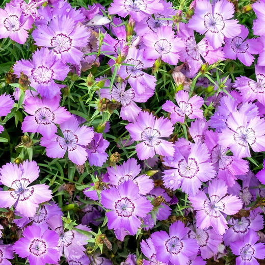 Blue Dianthus Seeds