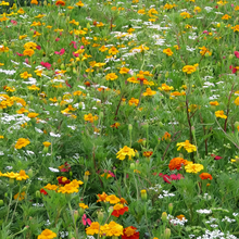 Summer Wildflower Mix