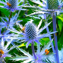Eryngium Seeds - Blue