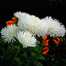 China Aster Seeds - White