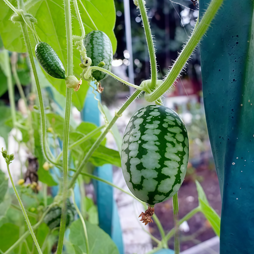 Mouse Melon Seeds