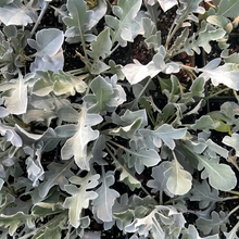 Dusty Miller Seeds - Old Crow