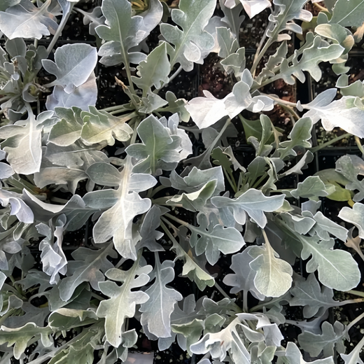 Dusty Miller Seeds - Old Crow