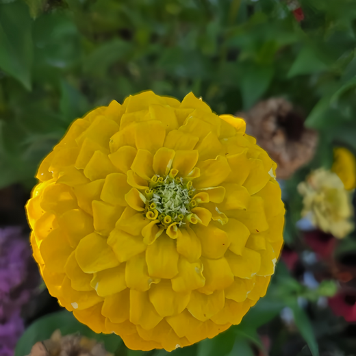 Golden Zinnia Seeds