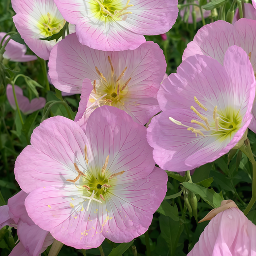 Evening Primrose Seeds - Pink