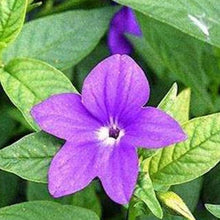 Browallia Seeds - Blue