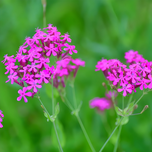Nodding Catchfly Seeds - Red
