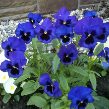 Pansy Seeds - Blue With Brown Spots