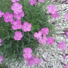Rose Red Dianthus Seeds