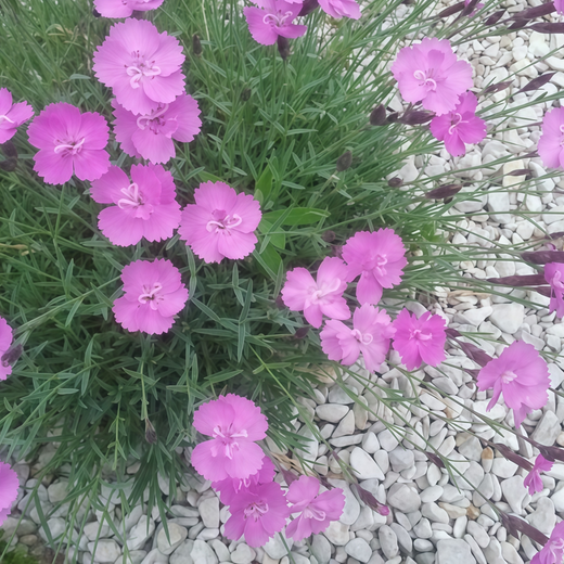 Rose Red Dianthus Seeds