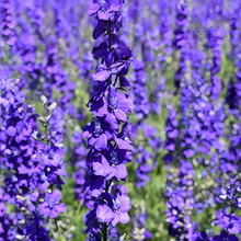 Sage Seeds - Blue