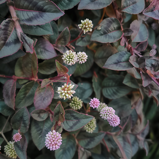 Polygonum Seeds - Pink