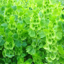 Bells of Ireland Flower Seeds