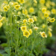 Geum Seeds - Yellow