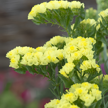 Statice Seeds - Yellow