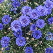 Cornflower Seeds - Deep Blue