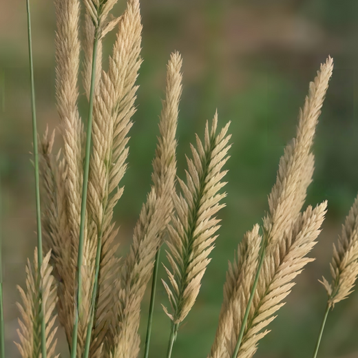 Crested Wheatgrass Seeds