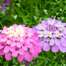 Candytuft Seeds - Pink