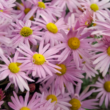 Pink Chrysanthemum Seeds