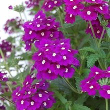 Red Verbena Seeds