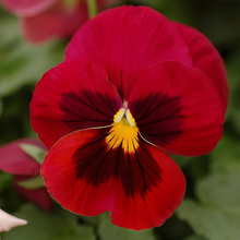 Pansy Seeds Reddish Brown Spots Big Flower