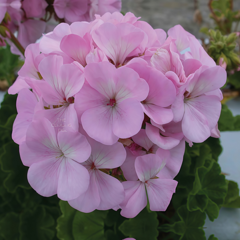 Pelargonium Seeds - Rainbow Rose High Germination Onsaleseeds