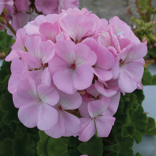 Pelargonium Seeds - Rainbow Rose
