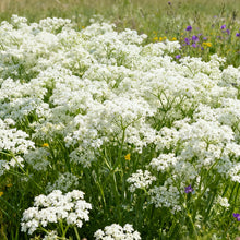 White Bishop's Flower Seeds