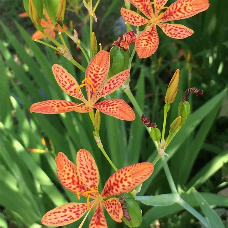 Belamcanda Chinensis (L.) Redout Seeds - Larger Packet High Germination 500-2500 Onsaleseeds